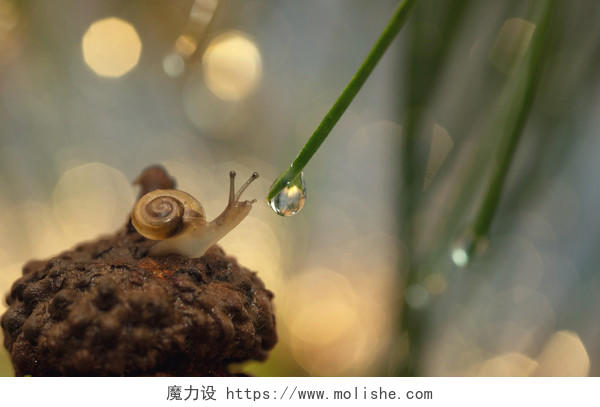 蜗牛和植物的摄影图传统二十四节气24节气惊蛰